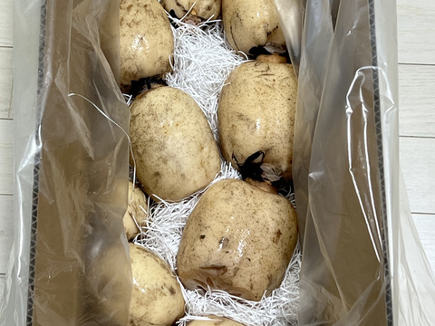 満天☆青空レストラン　じゅん散歩　茨城県土浦市ブランド認定品『市川蓮根』【２キロ】