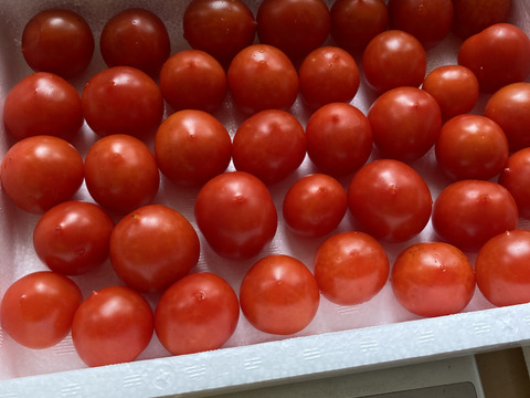 ボルゲーゼ　トマト　約600g