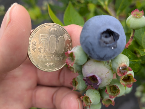 大粒ブルーベリーミックス500g(125g×4P)