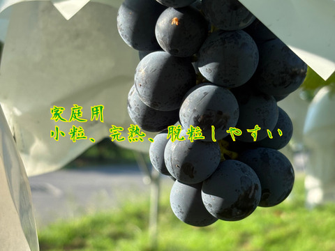 自家用🉐小粒、ナガノパープル約1.0kg(2〜4房)