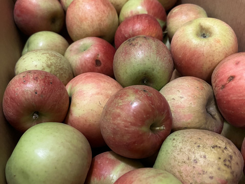 今季最終プライスダウン！！加工用りんご🍎小玉ゴロ詰め