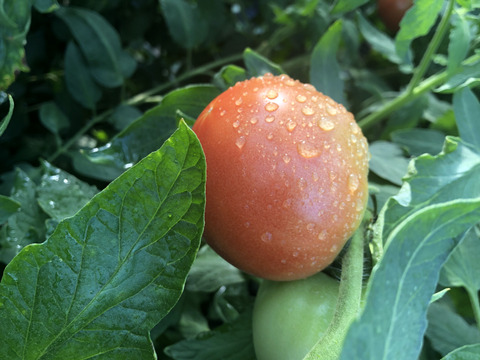 【10月〜受付再開予定】トマト嫌いが作る最高トマト「甘味×酸味◎」1.5kg