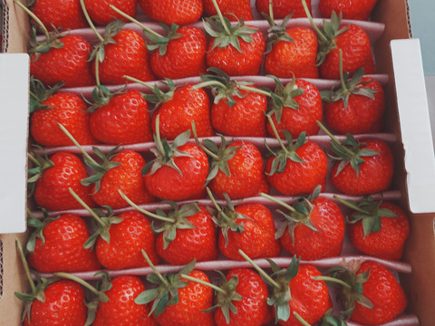 1度試したら2度買いたくなるイチゴ「アスカルビー(3L以上)」（1.3kg）