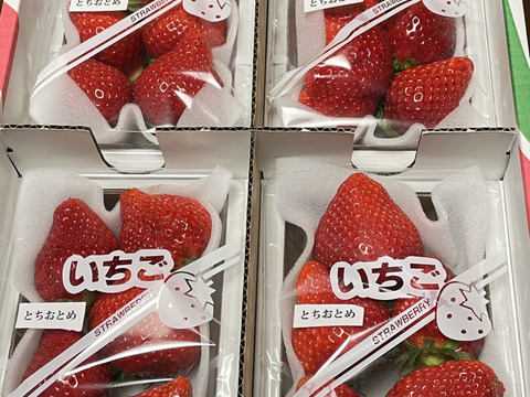 とちおとめ好きのためのとちおとめ（特大）２００〜２２０g（４〜７粒）×４p