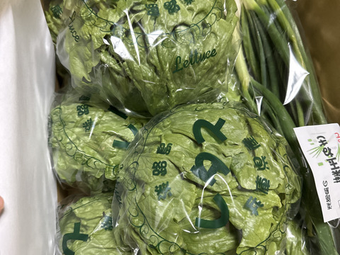 淡路島のシャキシャキレタス8玉🥬特別栽培農産物