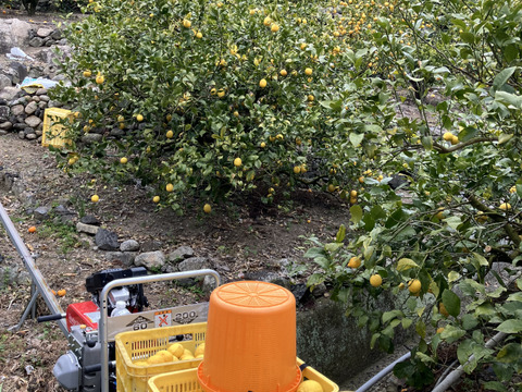 【訳あり2㌔】皮ごと安心！エビス農園の農薬・化学肥料不使用で栽培した完熟レモン