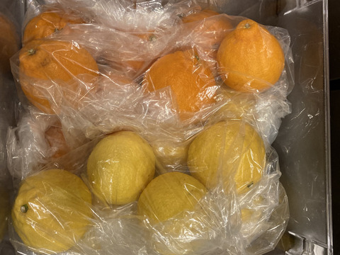 残りわずか　柑橘２種食べ比べ　Ａ品　不知火とはるか　箱込み４.5キロ