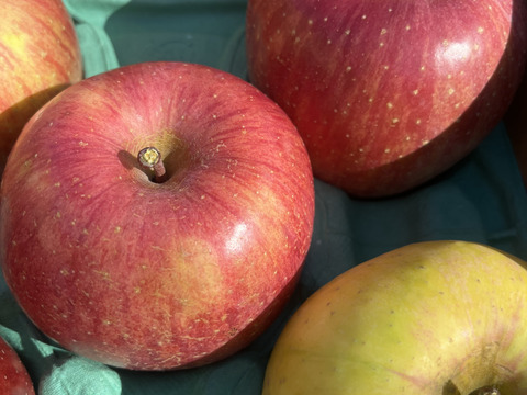 訳あり ２種SET サンふじとぐんま名月 3キロ箱使用 9～13玉