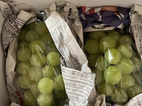 クール便❗️予約家庭用シャインマスカット約1.2キロ2-3房　農薬半減栽培！　訳あり家庭用