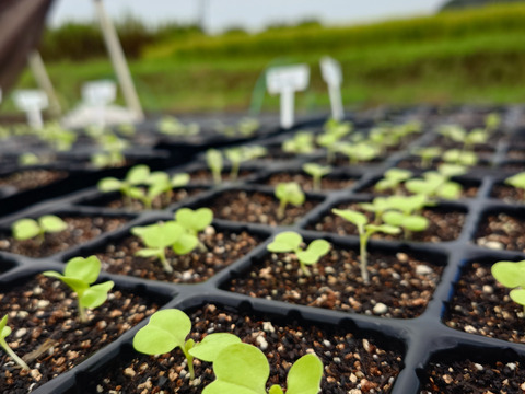 秋の自然栽培野菜LLセット7種類〜《12月、自然栽培野菜5.5kg前後80サイズ》朝採りで超新鮮［季節の固定種在来種専門農家だからできる］淡路島から初収穫固定種人参いり