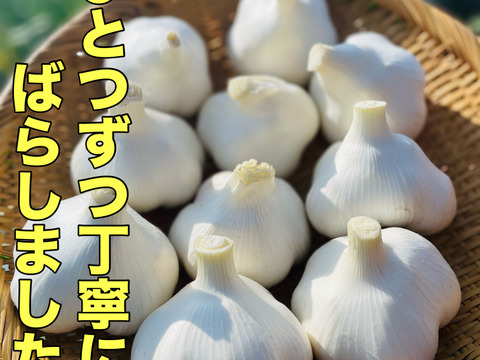 【月1000箱売れてる】買わなきゃ損❗️【ばら】青森にんにく（高級品種白玉王）中大粒500g