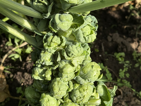 旨みがタップリ！冬に欲しくなる野菜5種！ほうれん草、人参など！