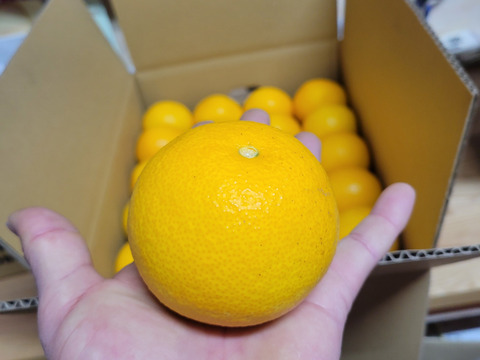 【福袋】和歌山県産【特別栽培】【極ウマ糖度13.2度】　八朔(箱込み10kg)Sサイズ