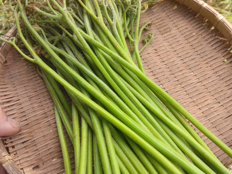 蕨（わらび）　400グラム