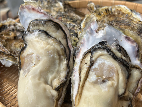 広島産カキ小町（希少品種）殻付き牡蠣 2kg（1年中楽しめる特別な広島かき）