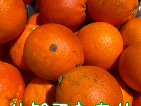 希少な国産『ブラッドオレンジ』タロッコ（ご家庭用・2kg）