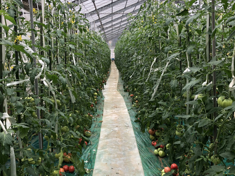 【えびちゅさん専用】こてらんねぇトマト(2.5～3.5kg箱入り)とフルーツトマトのセット