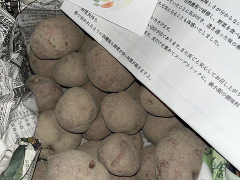 じゃがいも アンデスレッド 肥料農薬不使用、自家採種 自然栽培