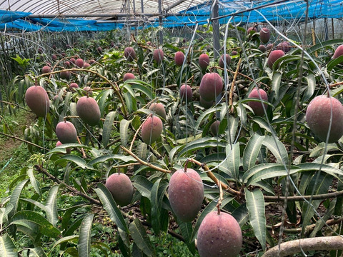 南国の太陽をたっぷり浴びて育ったとろける甘さのアップルマンゴー『アルメゴールド』