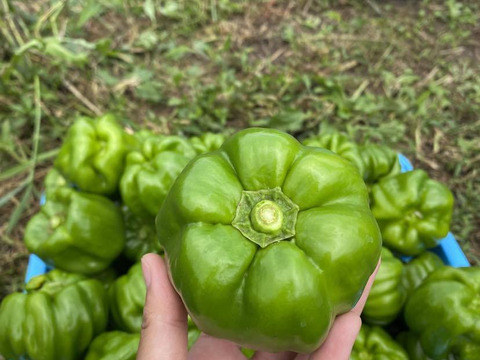 10/31締切‼︎甘くて辛い！長野・信州の伝統野菜ぼたんこしょう（１ｋｇ  約１５〜２０個）