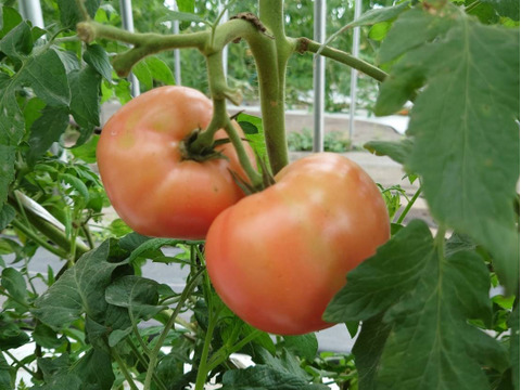 (Mｾｯﾄ）夏の贅沢！清涼感あふれる王道トマト4kg