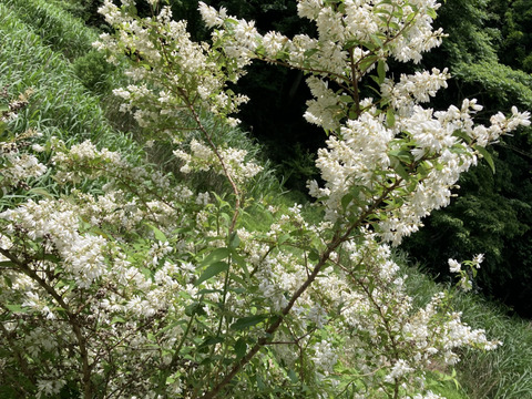 春のハチミツさん 450g