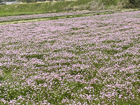 2025年春.極上のレンゲ新蜜採れました！
【12月は20本限定販売です。】
純粋鹿児島産レンゲ蜜　500g ニューボトル
メール便でお届けします！