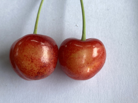 山形のさくらんぼ ご家庭用「紅秀峰」700g