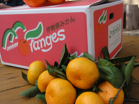 【🍊不知火 5kg 】果皮がむき易く、美味しいミカンです！