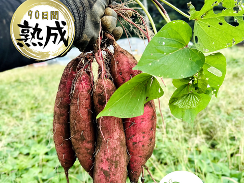 【春の福袋】🍠おまけ付き🍠 ① アグロファームの『紅はるか』大感謝福袋 ① 90日間貯蔵 熟成芋!! 2.5kg!!!