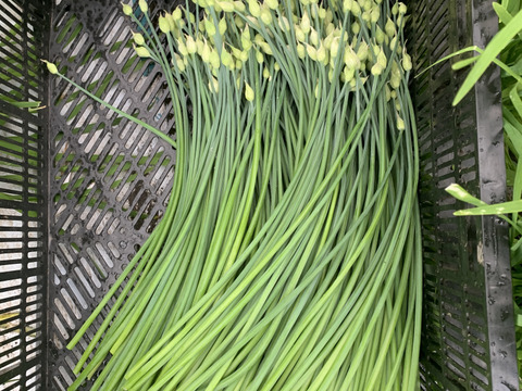 今の時期だけ 花ニラ 甘さと旨みに感激 数量限定のため 受注制限あります 栃木県産 食べチョク 農家 漁師の産直ネット通販 旬の食材を生産者直送 今の時期だけ 花ニラ 甘さと旨みに感激 数量限定のため 受注制限あります 栃木県産 食べチョク 農家 漁師の産直ネット通販 旬の食材を生産者直送