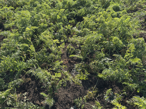 農薬・化学肥料不使用 人参 にんじん (甘美人)4kg 埼玉県認証特別栽培