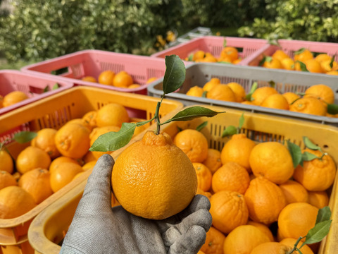 【有田みかん】果汁たっぷり！不知火デコ【また旅みかん】