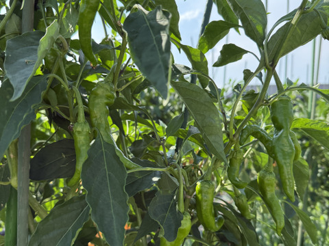 人気野菜☆旨味たっぷり！農薬不使用『万願寺とうがらし 1kg』