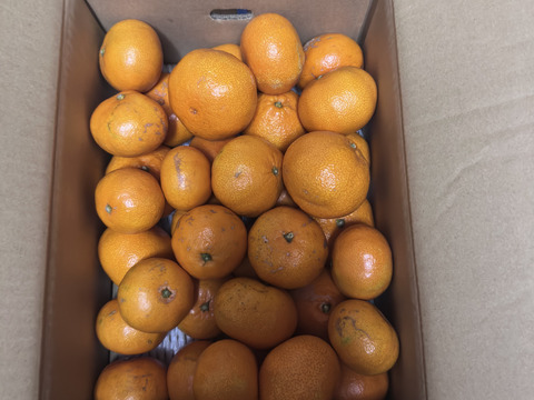 【訳あり】木下さんちのみかん10キロ(5キロ×2箱)