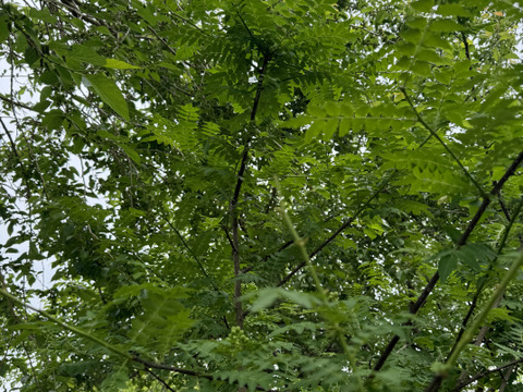 自然農法栽培農薬不使用　 桑の葉  200枚以上お入れしてお送りいたします    　桑の葉茶などに　5月から出荷スタート致します。