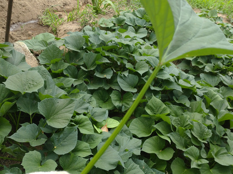 【まとめ買い用】さつまいもツル【自然栽培】/さつまいもの蔓（長さ15cm〜20cmほど、20本以上）/さつまいものつる/芋づる/※葉を取ってお届け🏣ゆうパック