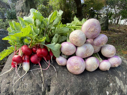 カラダが喜ぶ!!旬のお野菜セット7~8種類【おまかせ60】