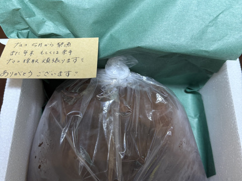 小泊産‼赤なまこ1kg（大、小込み）4月まで!