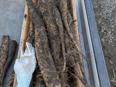 しゃきしゃきの「信州産長芋」(ご家庭用・5㌔入)