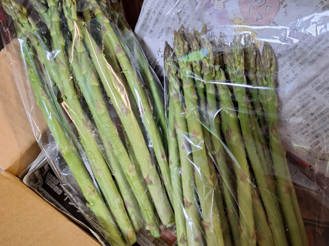 旬の春アスパラ500ｇ