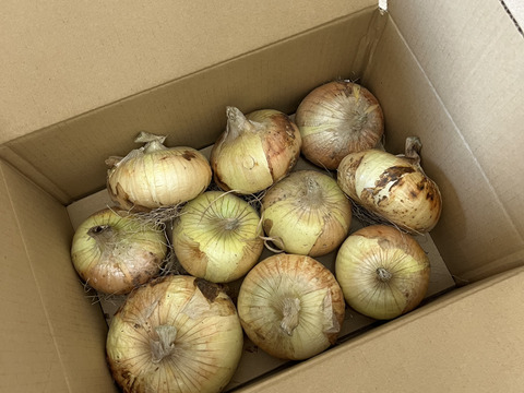 空気と土の恵みをたっぷりと吸収した新玉ねぎ【10個】農薬不使用、化学肥料不使用による贅沢な味わいのひと時を