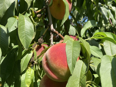 8月21日頃より収穫発送予定！黄桃　缶桃　生食コンポート用　3キロ満杯詰　訳あり家庭用
