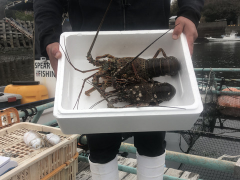 【活き】伊勢海老　特大1匹1.2kg.中型600g