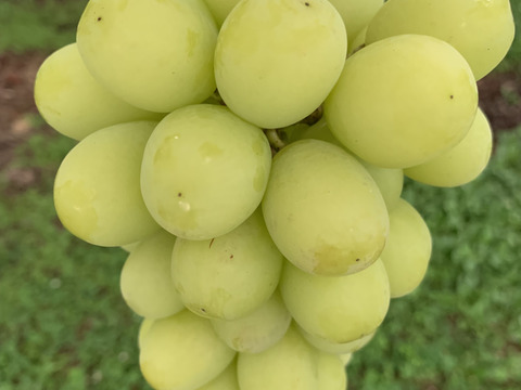 【訳あり1】シャインマスカット2房(約1kg)