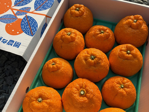 完熟★不知火　愛媛県産　贈答用３キロ