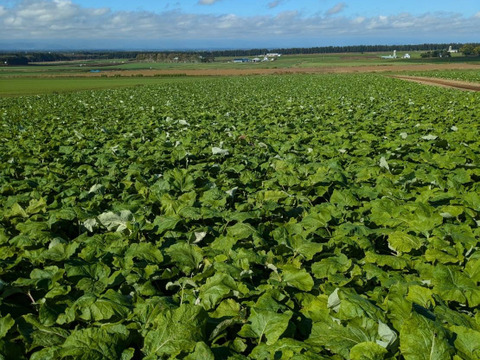 【小さな長芋3kg.ごぼう1.5kg】大好評‼️香りと柔らかさ・甘さが自慢のごぼう❣ 小さな長芋の大きなパワー‼