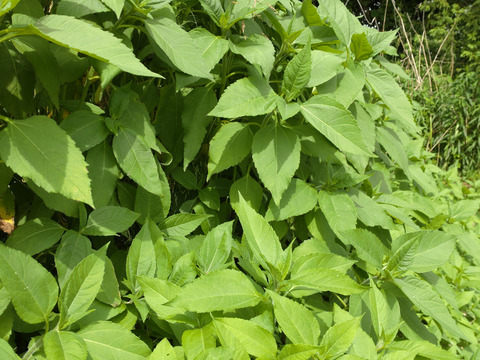 【単品☆メール便用】菊芋の葉🌿キクイモの葉🌿30枚🌿糖質を包み込む成分の水溶性植物繊維「イヌリン」🌿おひたしや菊芋茶などに🌿🏣翌日配送のレターパックライト