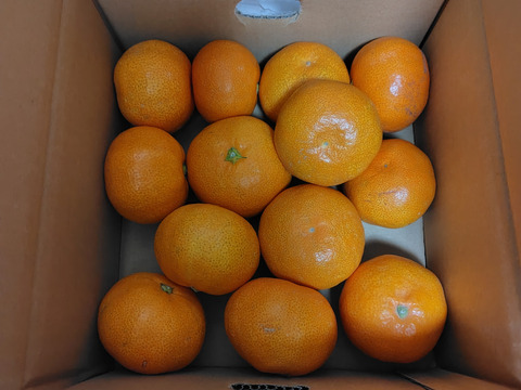 完熟！有田みかん 1kg 【わけあり】