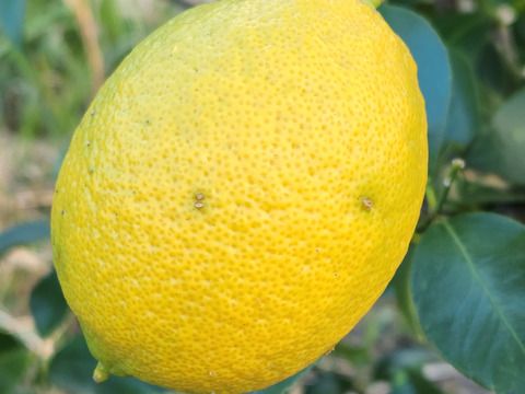 初なり❗種なしレモン娘(5個)